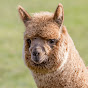 These are Alpacas!