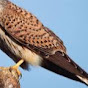 TheKestrel