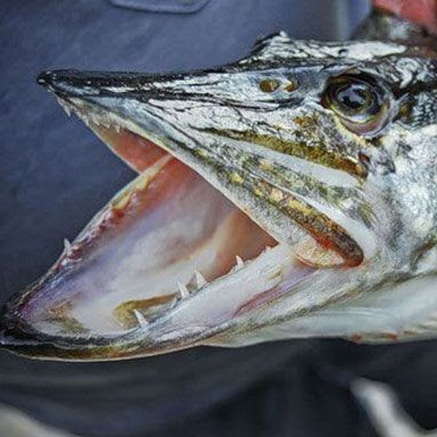 Alligator Gar - "OCEAN TREASURES" Memorial Library