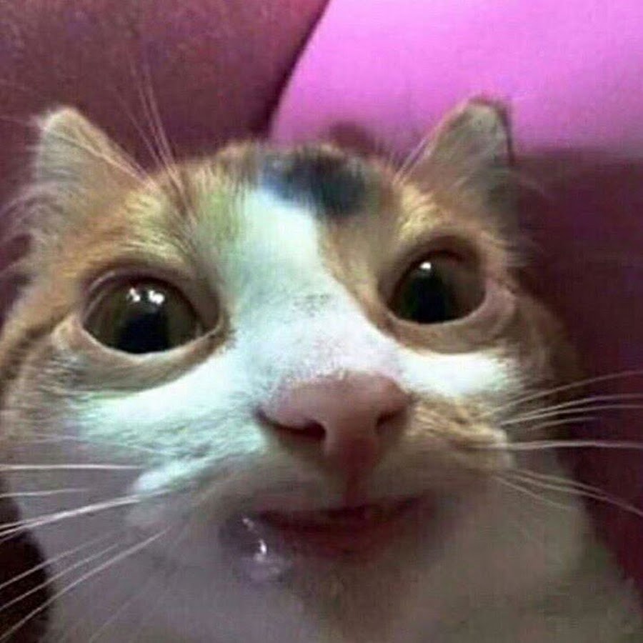 Кот с соплей мем