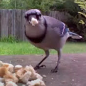Critter Cam Show