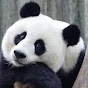 Adorable Panda