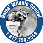 Gates Wildlife Control