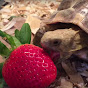 Sonic The Golden Greek Tortoise