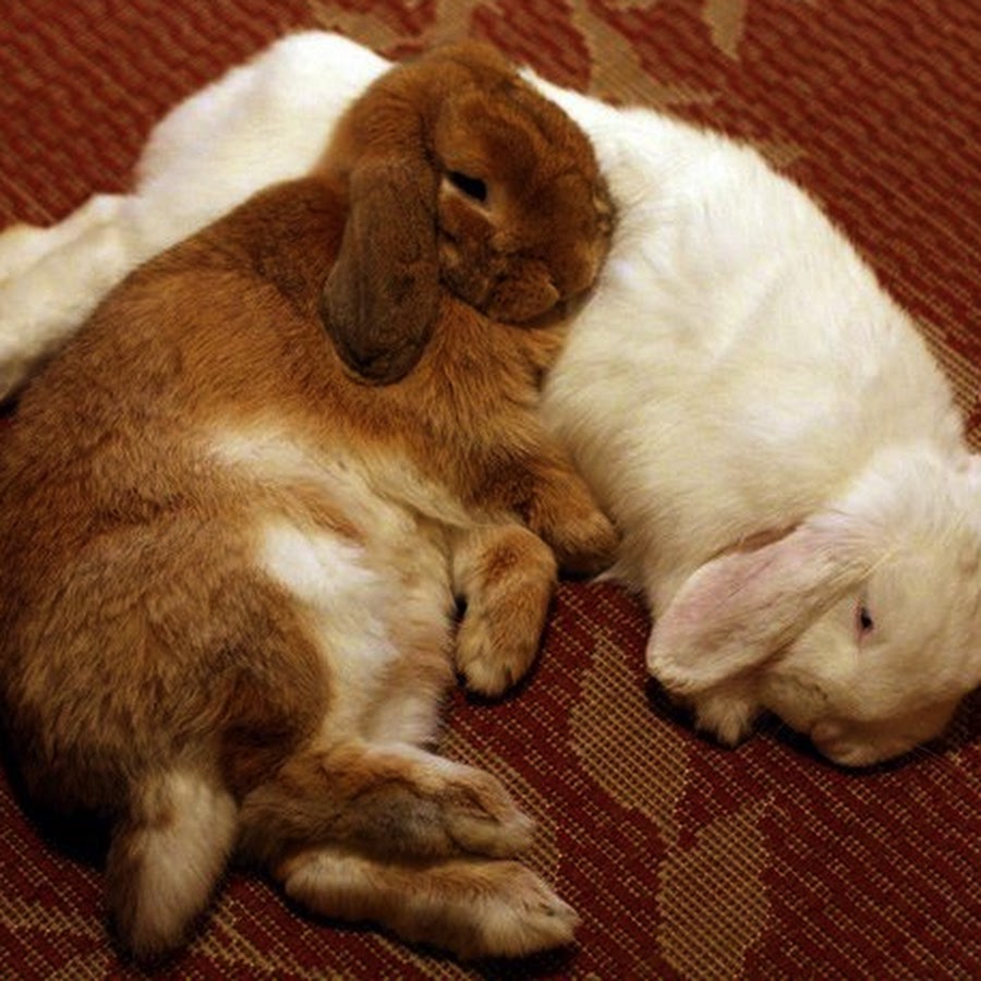 CutesyWootsyBunnies