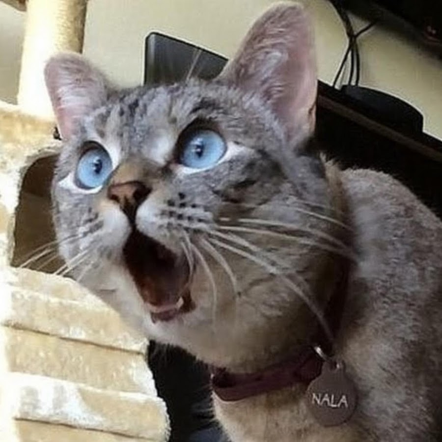 Обалдевший кот