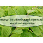 www.beukenhaagkopen.nl