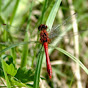 Ruddy Darter