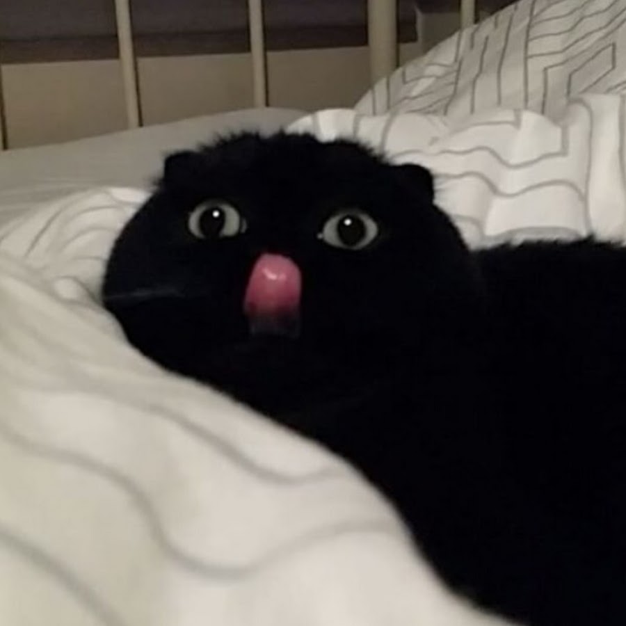 Черно белый котик мем