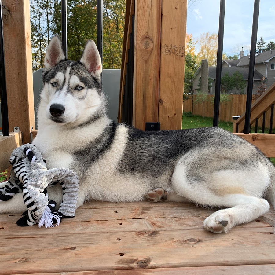 Juno the Husky