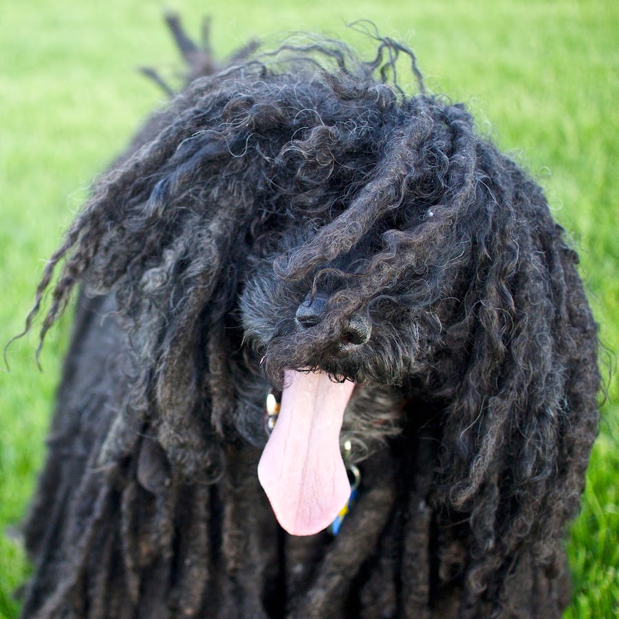 The Puli