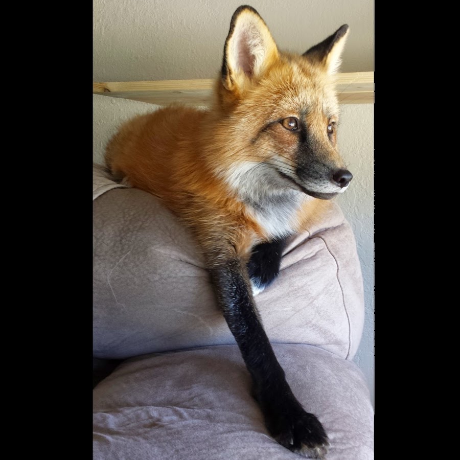 Loki the Red Fox @LokitheRedFox
