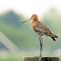 BoerenNatuur Agrarisch Natuur- en Landschapsbeheer