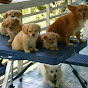 Q Mountains Puppies