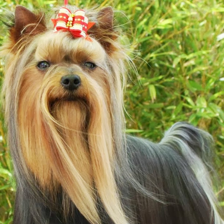 Vicky Trastuca Yorkshire Terrier