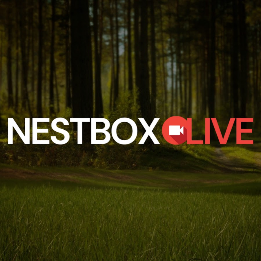 Nest Box Live @NestBoxLive