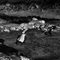 Artist Thumbnail
