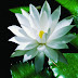 Moonlight Lotus