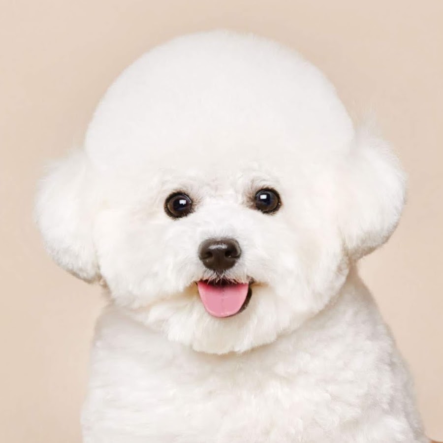 Bom & Bow the Bichons