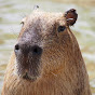 Capivara