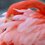 Flamingo Gardens