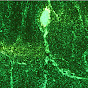 Fertig Research Group: Multiscale Failure of Materials