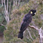 ablackcockatoo