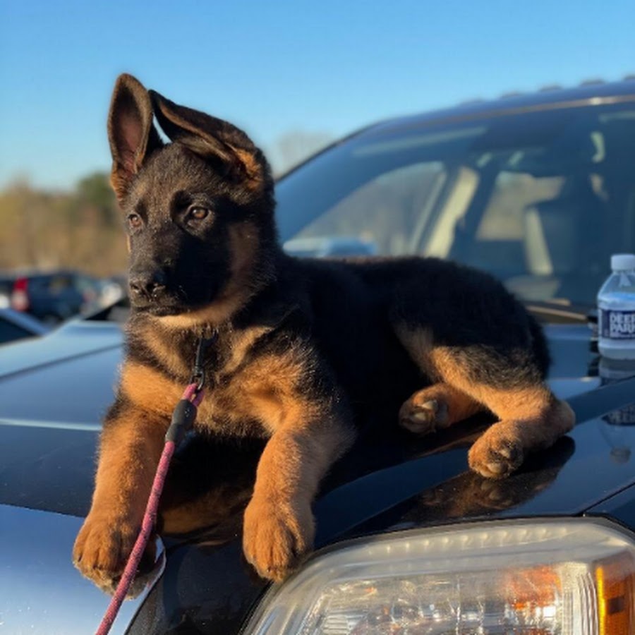 Watchman German Shepherds