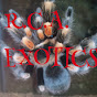 RCA Exotics (RCA Exotics)