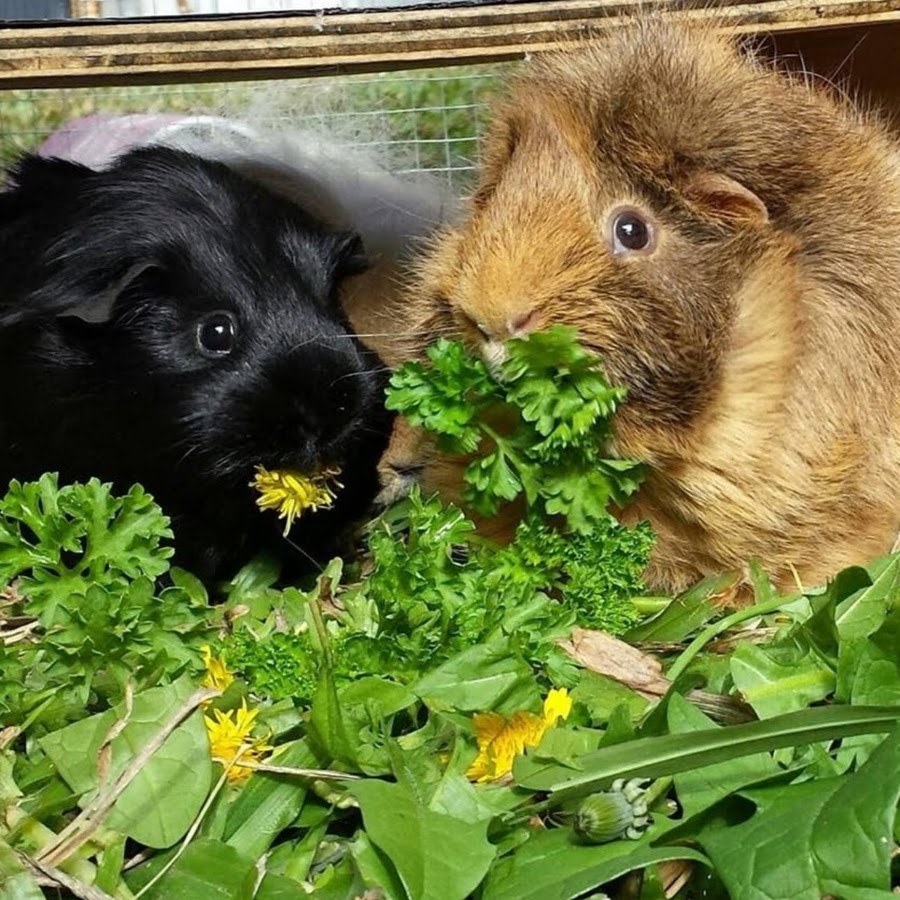 Woopsadaisy guinea hot sale pig rescue