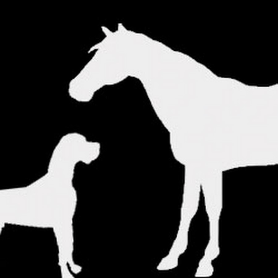 DOG AND PONY SHOW YouTube
