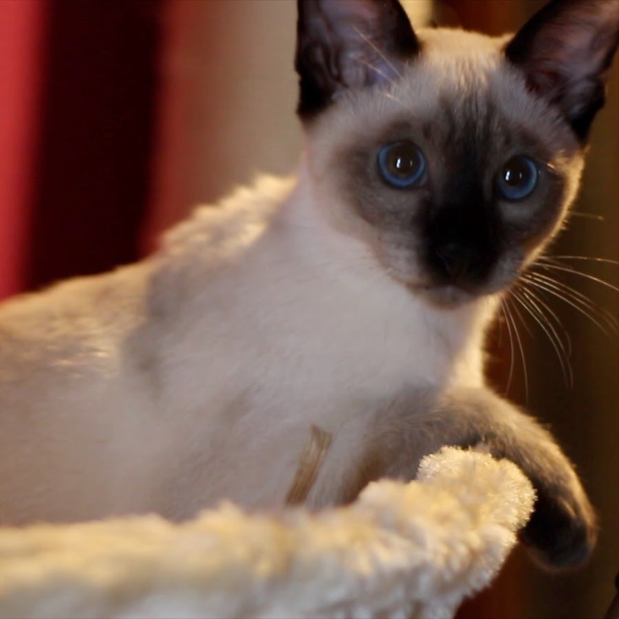 I am a siamese cat / New sense cat vlog