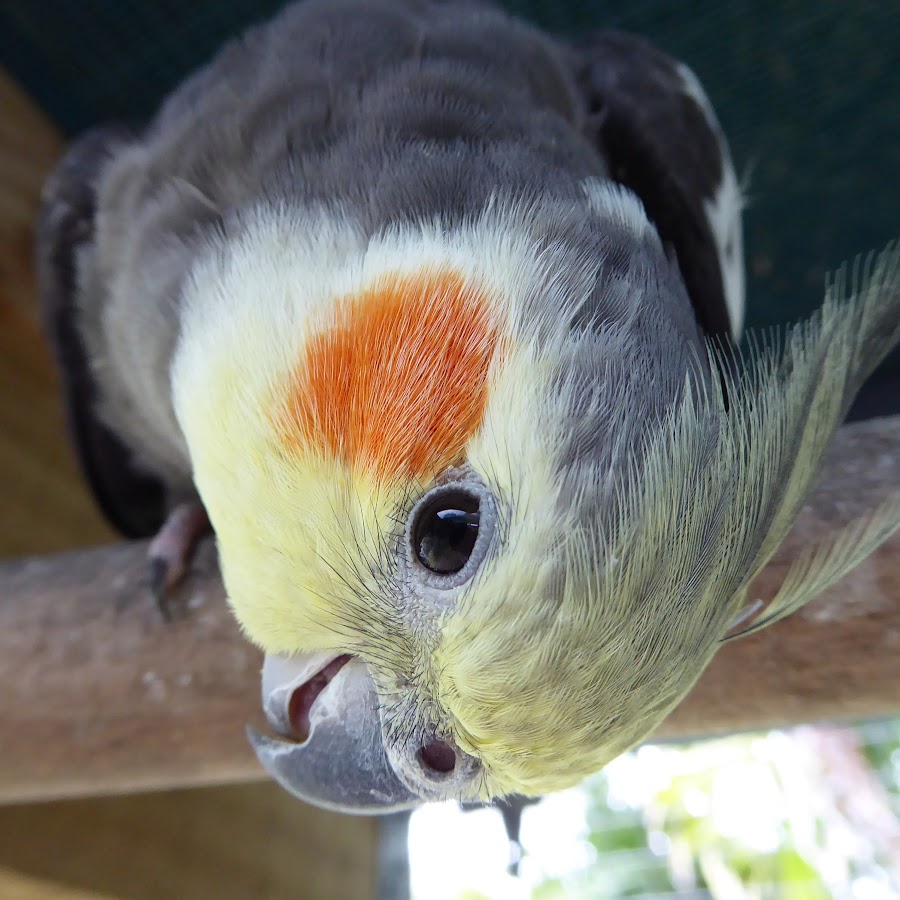 Cockatiel Companion and The Pheasantasiam