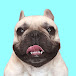 Griffin Frenchie