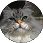 BlueEyed Cat