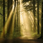 sunlight_through_the_trees