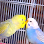 Budgie Breeder1