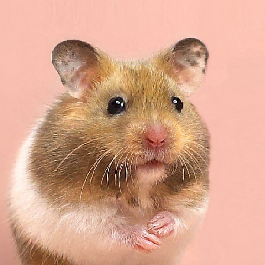 Harald The Hamster