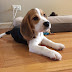 logo Oliver the Beagle