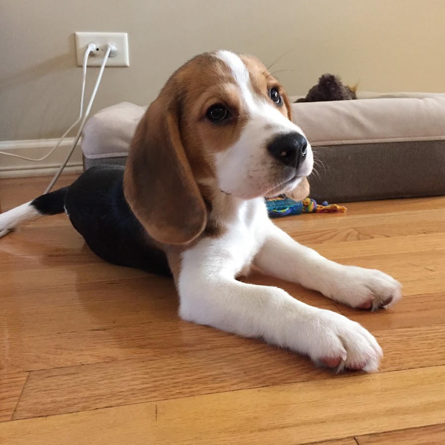 Oliver the Beagle @oliverthebeagle