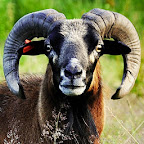 Prodej kamerunských ovcí