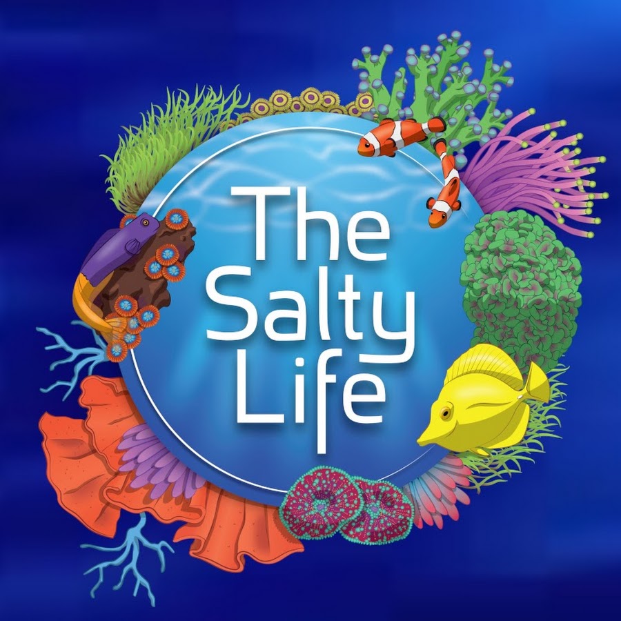 The Salty Life 