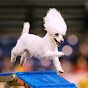 Team Doggie Agility