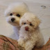 bichon_mini&minsik미니민식