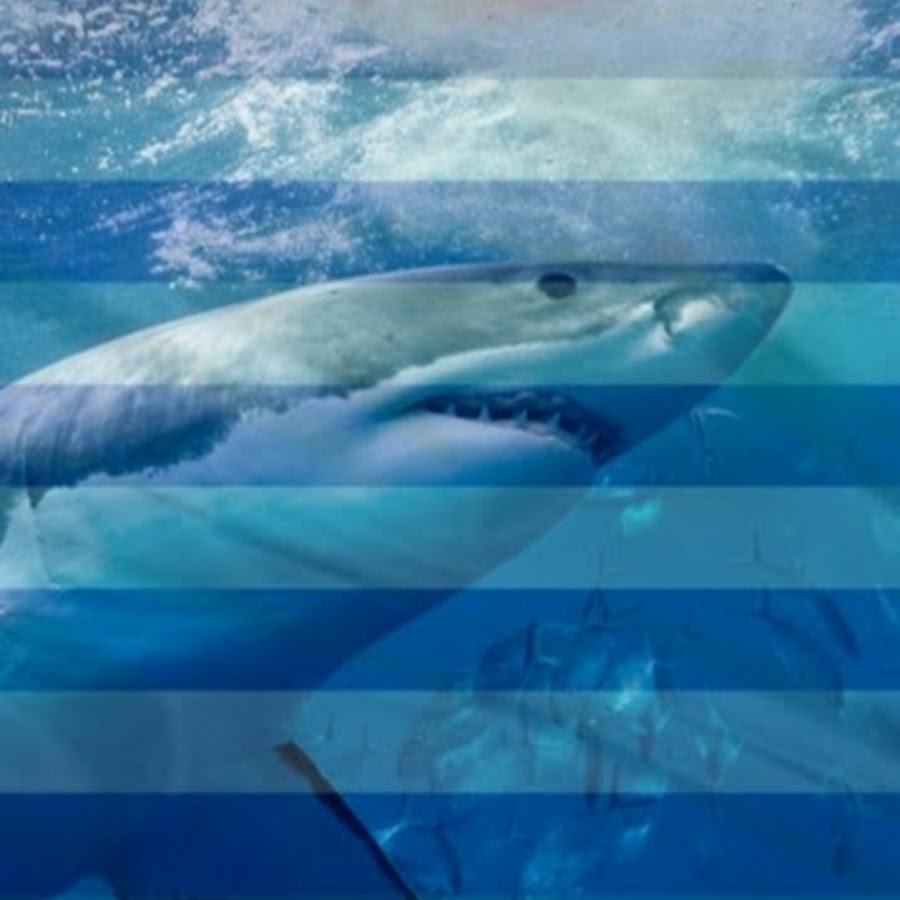 Sharks In Greece @SharksInGreece