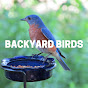 Backyard Birds