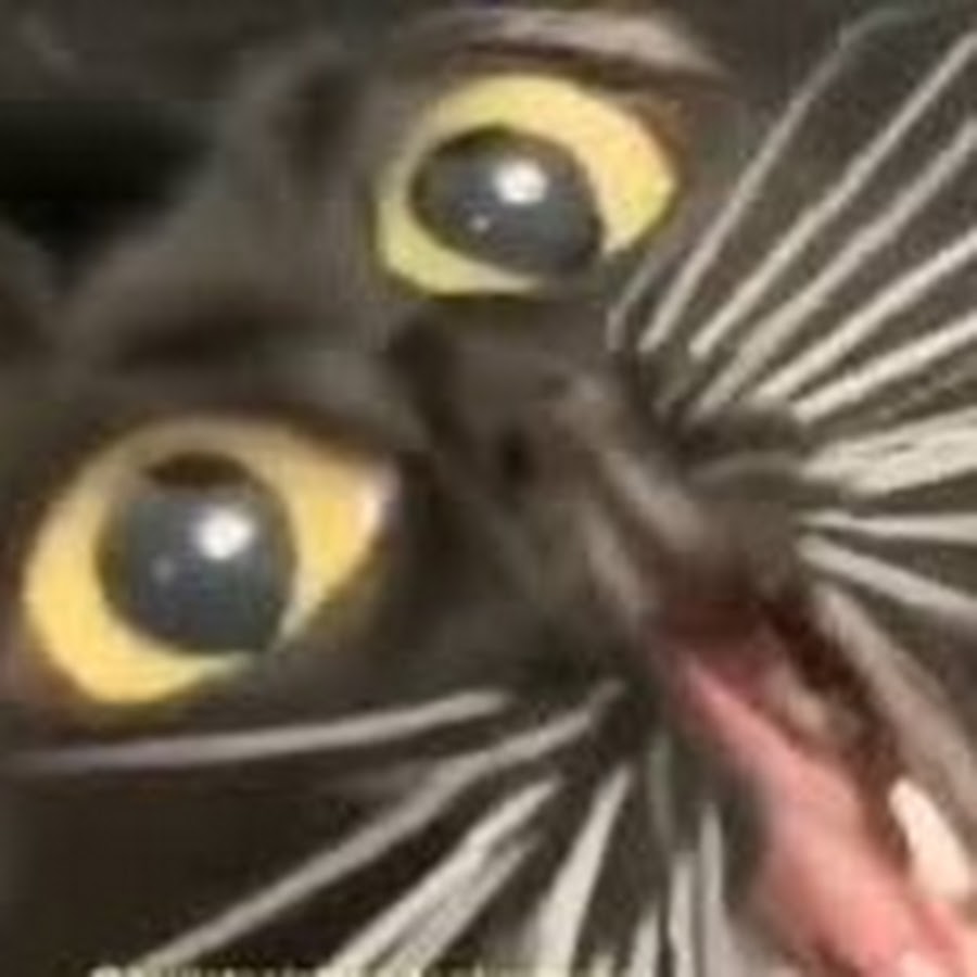 Черный кот мем тик ток Kat - YouTube
