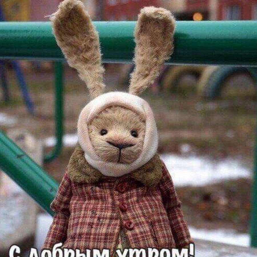 Дратуте картинки