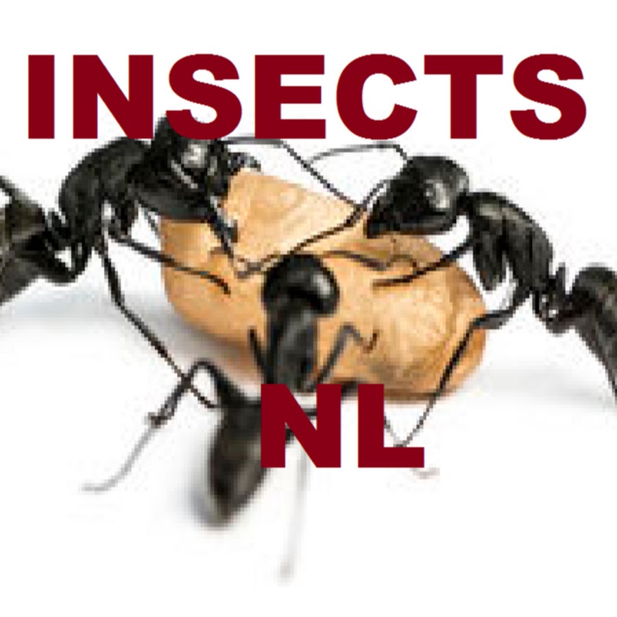 insectsNL @insectsnl