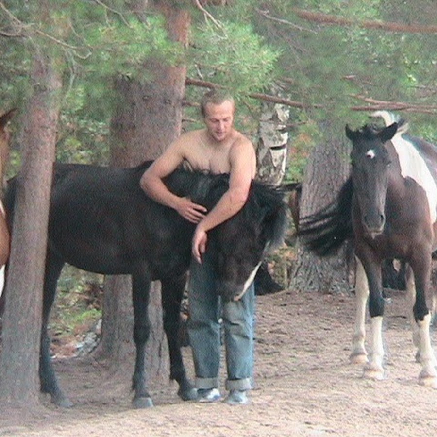 Хороший конь под навесом. Стабунивание лошадей.